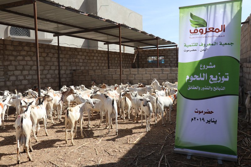 مشروع توزيع اللحوم جمعية المعروف للتنمية حضرموت